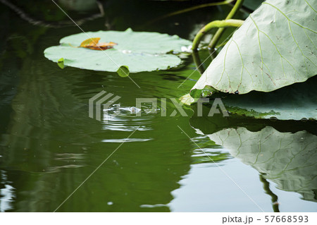 ヘラ釣り 水面下 ヘラ釣り 水面下 57668593