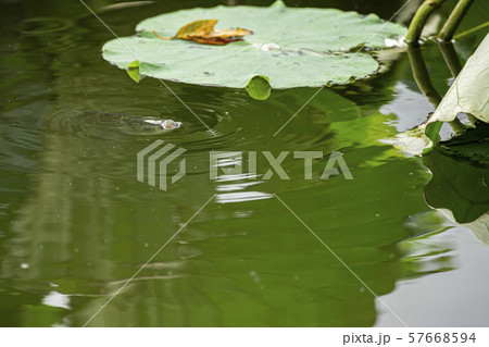 ヘラ釣り 水面下 57668594