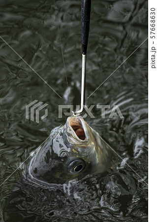 ヘラ釣り 57668630