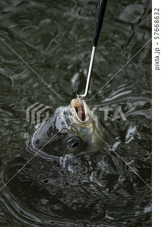 ヘラ釣りの写真素材