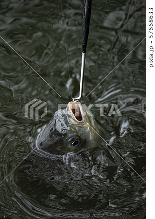 ヘラ釣り 57668633