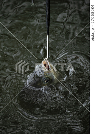 ヘラ釣り 57668634