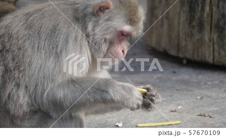 Portrait of a japanese macaque (snow monkey) Portrait of a japanese macaque (snow monkey) 57670109
