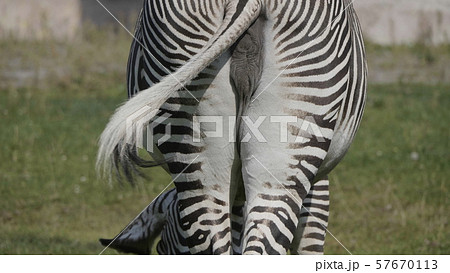 African beautiful zebra eating fresh green grass African beautiful zebra eating fresh green grass 57670113