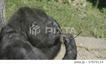 Mountain gorilla sits and eats a tree branch 57670114
