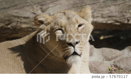 Portrait lioness basking in the warm sun after 57670117