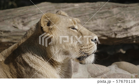 Portrait lioness basking in the warm sun after 57670118