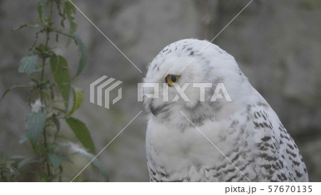 Snowy owl (Bubo scandiacus or Nyctea scandiaca) Snowy owl (Bubo scandiacus or Nyctea scandiaca) 57670135