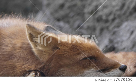 Golden jackal in nature tracks down prey, portrait 57670150