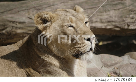 Portrait lioness basking in the warm sun after 57670334