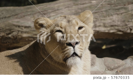 Portrait lioness basking in the warm sun after Portrait lioness basking in the warm sun after 57670335
