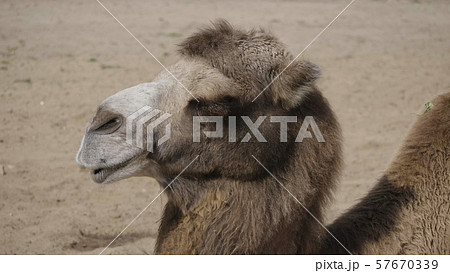 Portrait of a graceful two-humped camel resting in Portrait of a graceful two-humped camel resting in 57670339