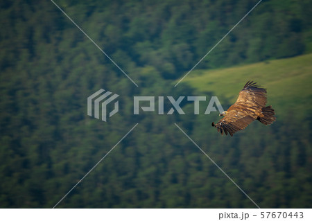 Spectacular vulture gliding over pine tree forest Spectacular vulture gliding over pine tree forest 57670443