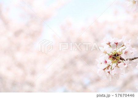 満開の桜 満開の桜 57670446