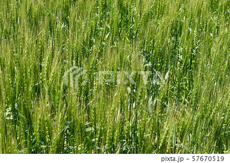 7月の小麦畑　春よ恋 57670519