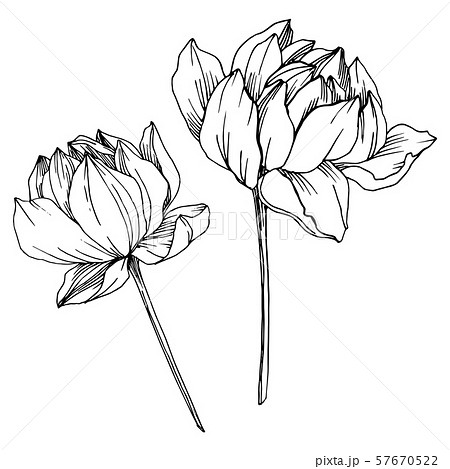 Vector Lotus floral botanical flower. Black and white engraved ink art. Isolated lotus illustration 57670522