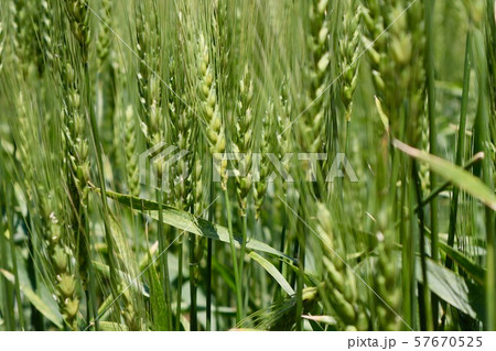 7月の小麦畑　春よ恋 57670525