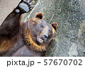 手を上げる熊 57670702
