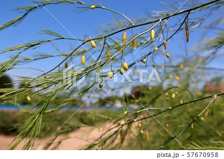 アスパラガスの花 57670958