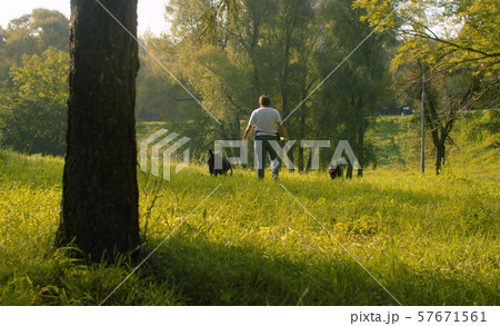 Woman walking with two black boxer dogs Woman walking with two black boxer dogs 57671561