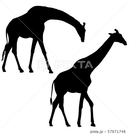 Silhouette Of A High African Giraffe On A Whiteのイラスト素材
