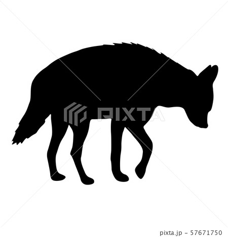 Silhouette of hyena on a white background 57671750