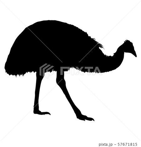 Silhouette of bird kazouri on a white background 57671815