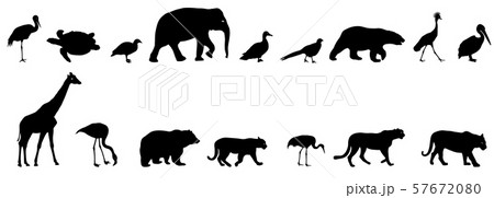 Silhouette elephant tiger bear giraffe flamingo 57672080