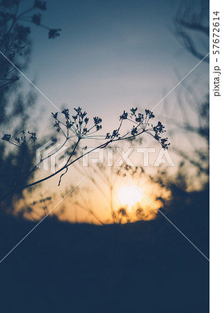 Dark grass silhouettes on sunset sky background Dark grass silhouettes on sunset sky background 57672614