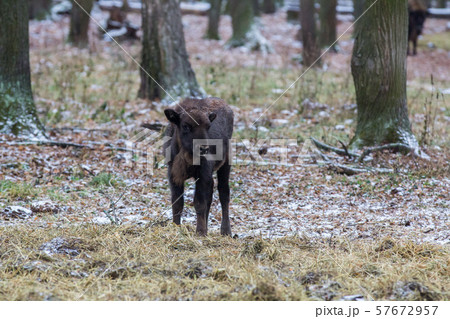 Calf of Large brown wisent or european brown bison with small horns and brown eyes in the winter 57672957