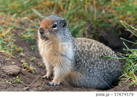 Columbia Ground Squirrel, Urocitellus columbianus 57674579