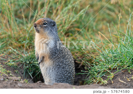 Columbia Ground Squirrel, Urocitellus columbianus Columbia Ground Squirrel, Urocitellus columbianus 57674580