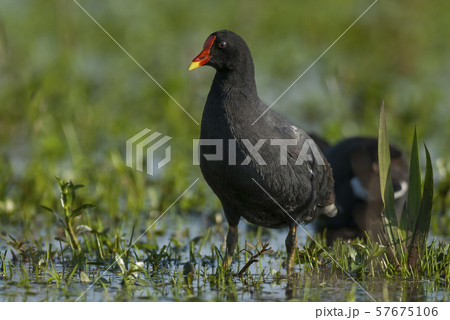 Common Gallinule Ibera 57675106