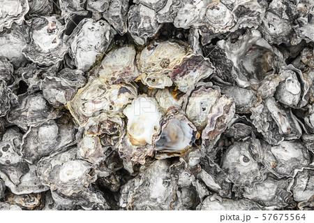 shells texture a lot hard uneven background flora shells texture a lot hard uneven background flora 57675564