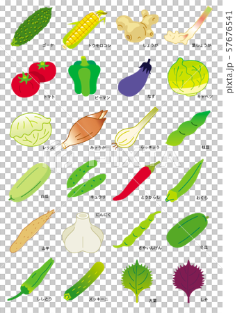 夏季の野菜 57676541