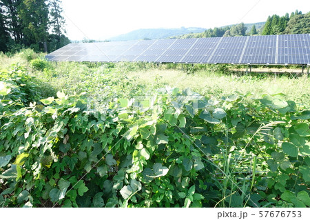 太陽光発電所の雑草 太陽光発電所の雑草 57676753