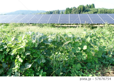 太陽光発電所の雑草 太陽光発電所の雑草 57676754