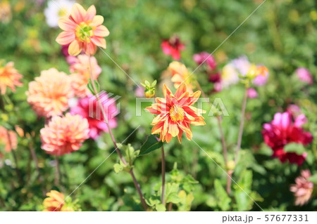 ダリアの花 57677331