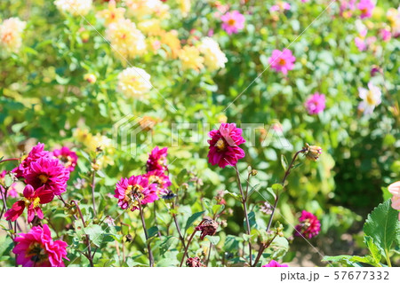 ダリアの花 57677332