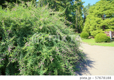 ハギの花 ハギの花 57678188
