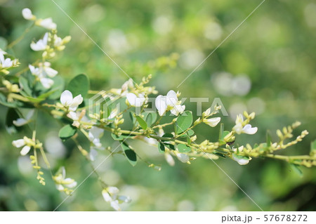 シラハギの花 57678272