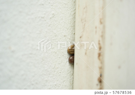 Two brown dog ticks on wall, The tick is hiding in the alley on the wall to lay egg Two brown dog ticks on wall, The tick is hiding in the alley on the wall to lay egg 57678536