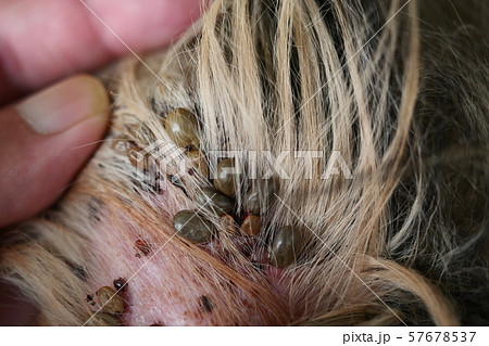 Group of brown dog ticks on dog ear, The tick is pumping the blood of the pet Group of brown dog ticks on dog ear, The tick is pumping the blood of the pet 57678537