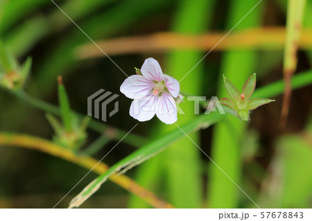 ゲンノショウコの花一輪 福島県只見町 ゲンノショウコの花一輪 福島県只見町 57678843