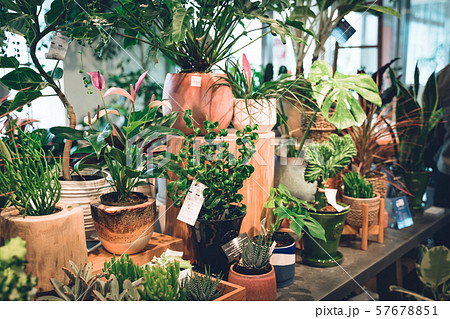 緑豊かな観葉植物たち 57678851