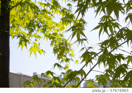 か 木の枝 木 57678965