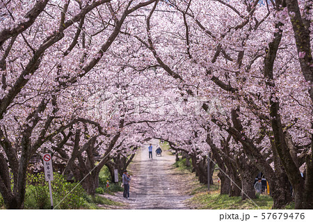 桜のアーチ 春イメージ 桜のアーチ 春イメージ 57679476
