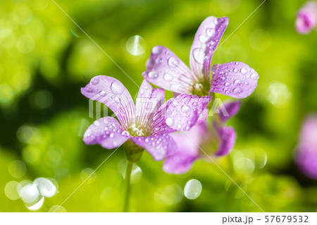 ムラサキカタバミの花 ムラサキカタバミの花 57679532