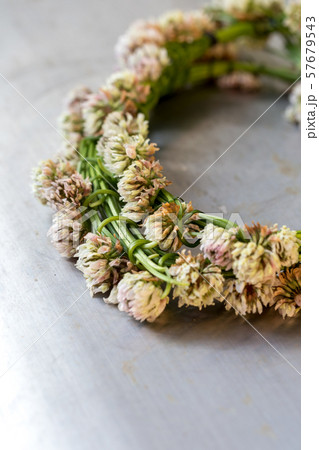 シロツメグサの花かんむりの写真素材
