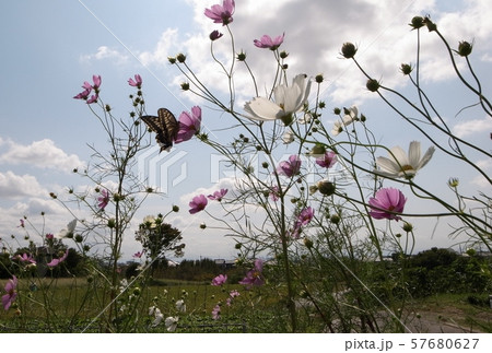 コスモス 57680627